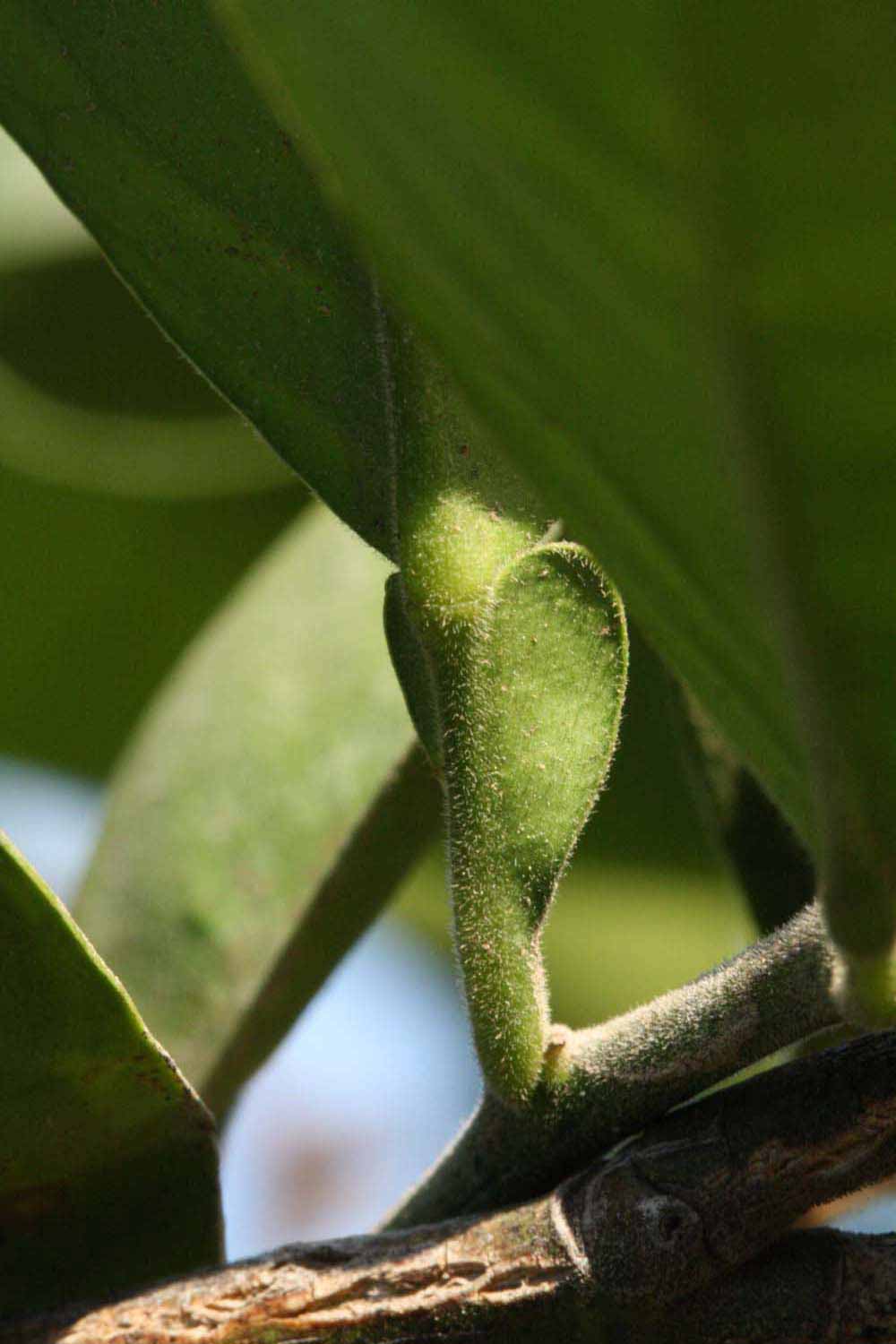            Petiole (Riverside, CA)   